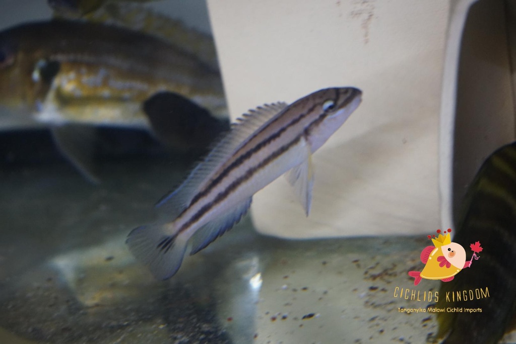 Chalinochromis sp. 'Bifrenatus Striped' Cape Mpimbwe