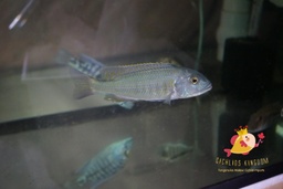 [6-9'] Buccochromis lepturus