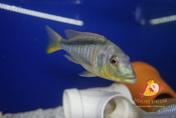 [6'-8'] Buccochromis rhoadesii