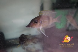 [4-6'] Gnathochromis permaxillaris